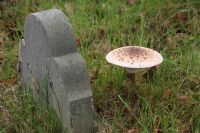 Parasol Mushroom (Macrolepiota Procera) Open: Click to enlarge